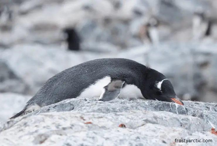 sleeping penguin on rock