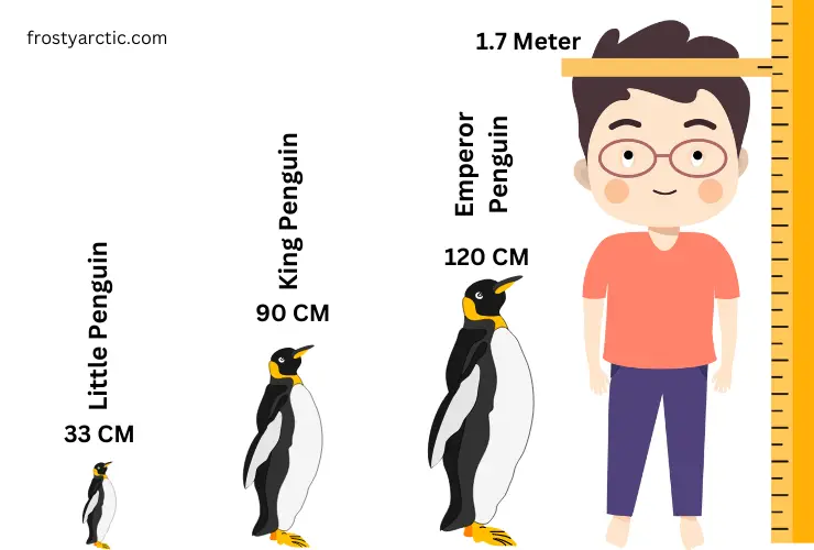 height compare human and penguin