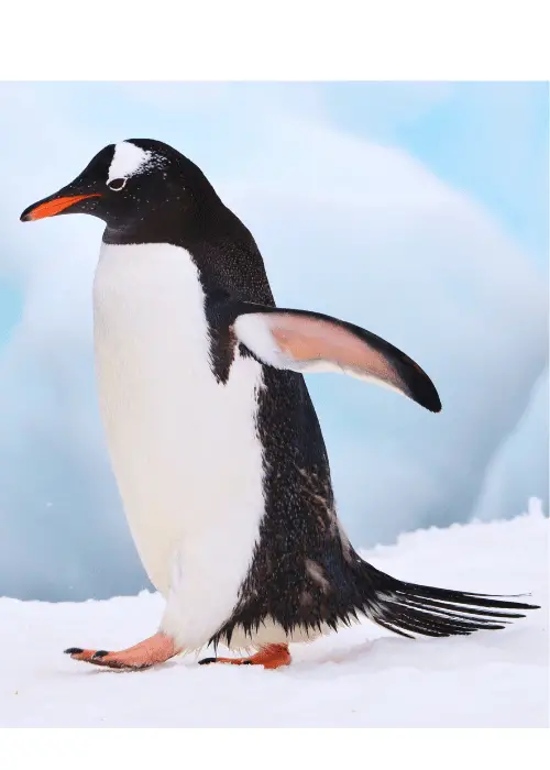 penguin tail