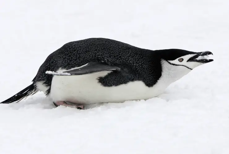 penguin tail