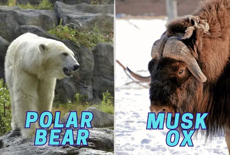 poalr bear and musk ox