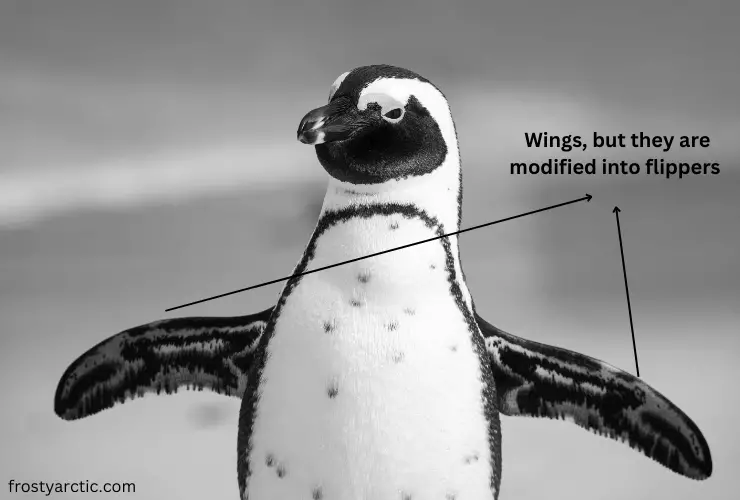  Penguin wings, but they are modified into flippers