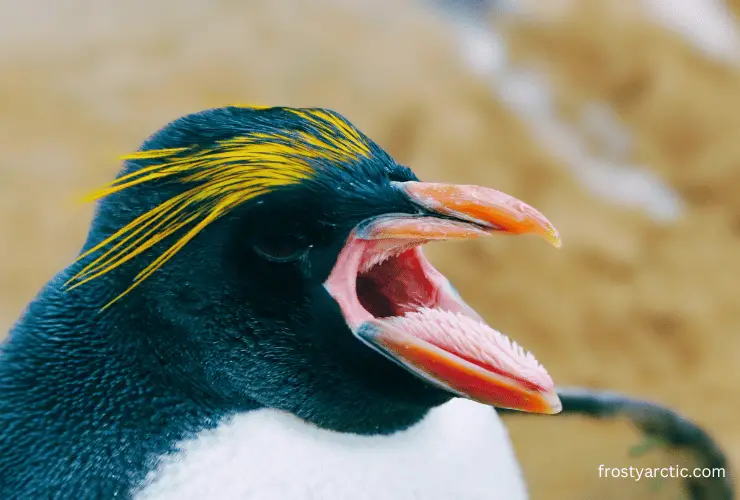 Penguin Tongue