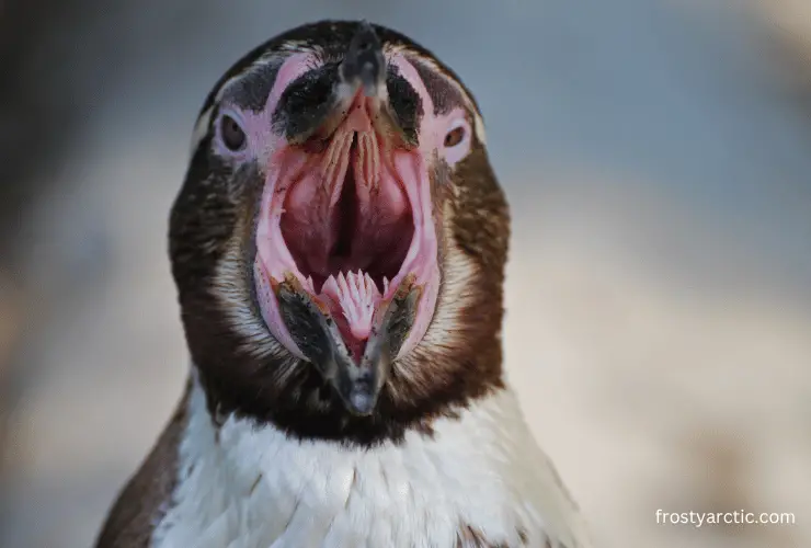 Penguin Tongue