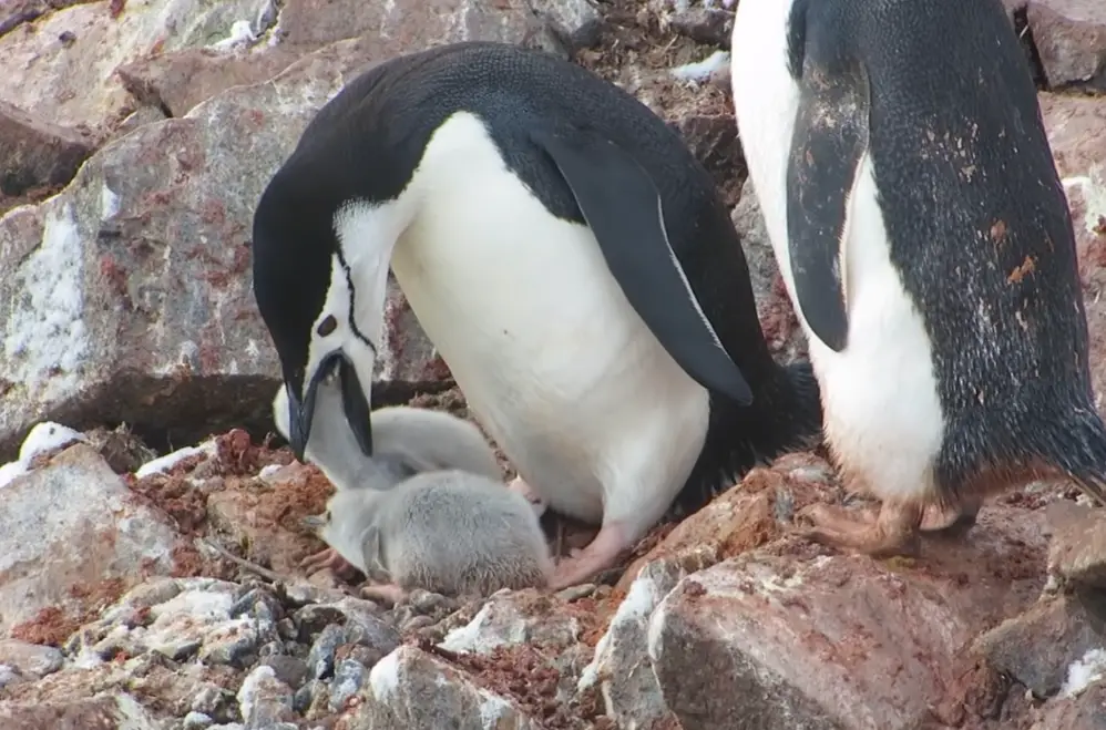 penguin feeding