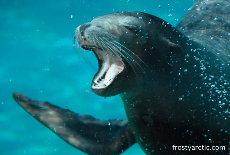 Why Are Sea Lions So Noisy? [Explained] Frosty Arctic
