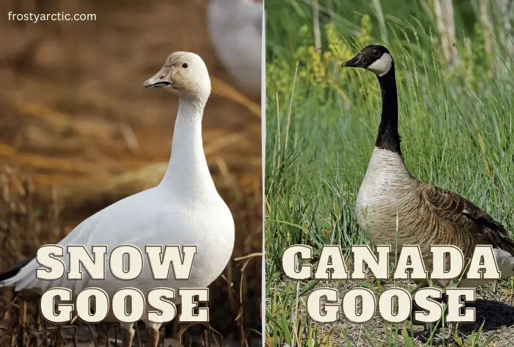 snow goose and canada goose