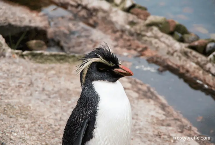 Northern Rockhopper Penguin