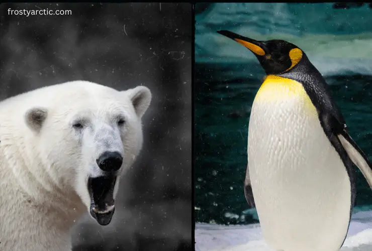penguin and polar bear