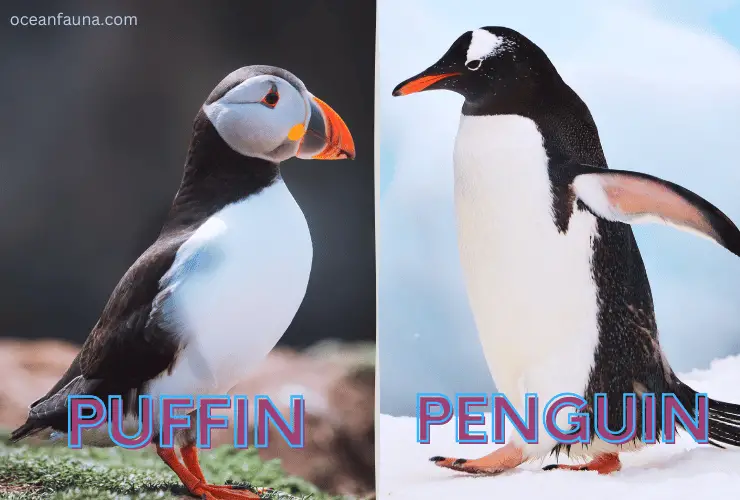 penguin vs puffin
