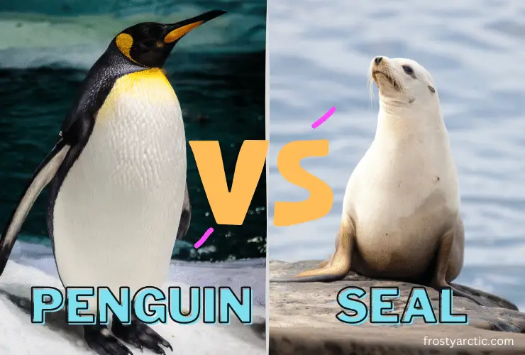 penguin and seal