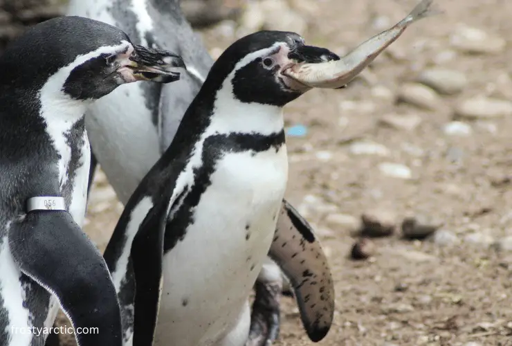 penguin eating
