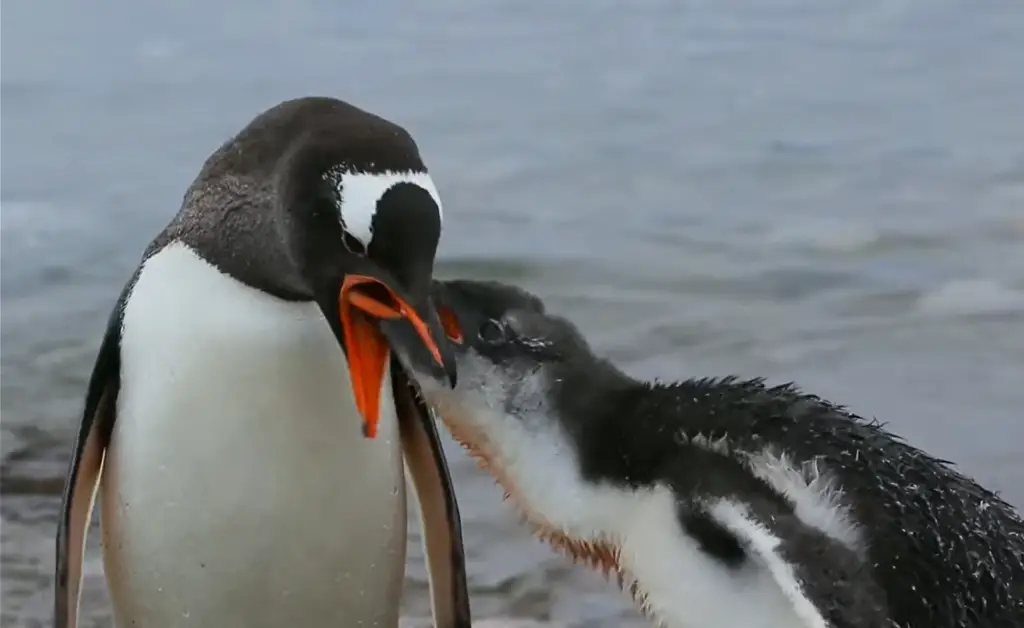 penguin feeding milk to its baby