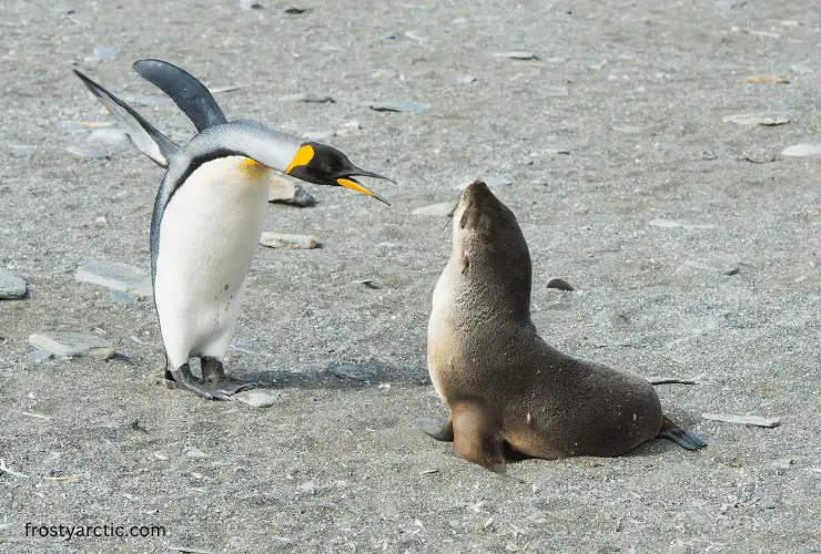 seal and penguin