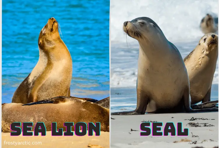 sealion and seal