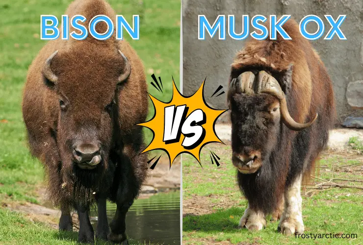 Bison vs Musk Ox