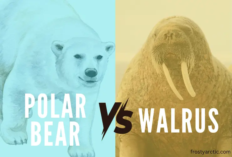 Polar Bear vs Walrus (1)