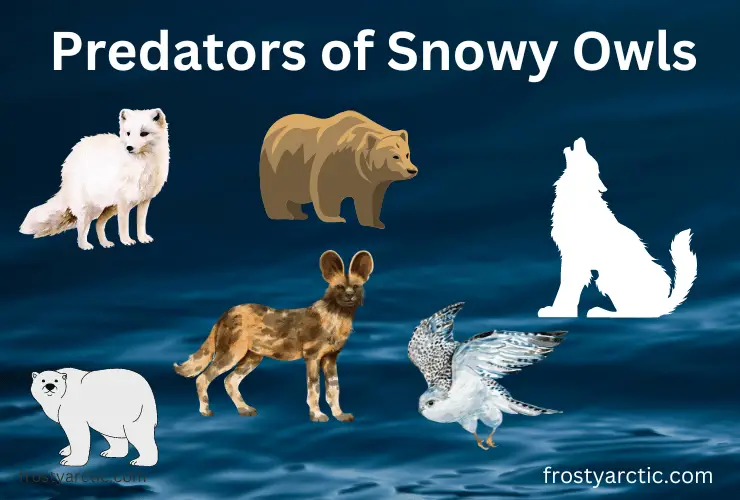 Predators-of-Snowy-Owls