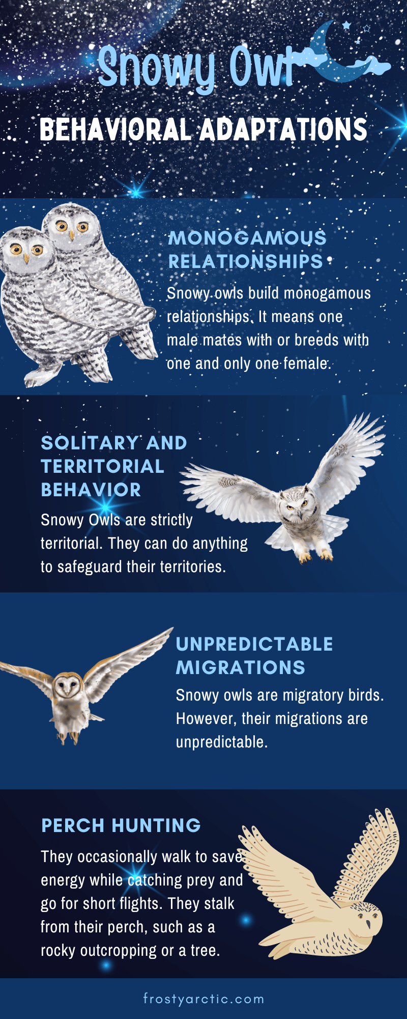 Snowy Owl Behavioral Adaptations