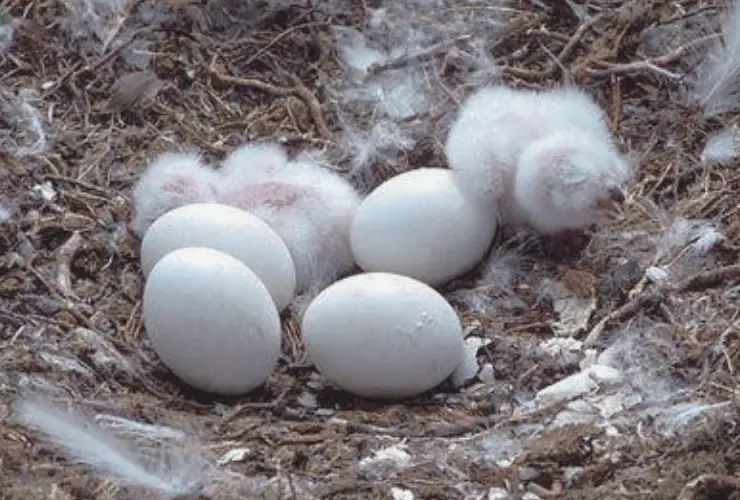 Snowy Owl Eggs