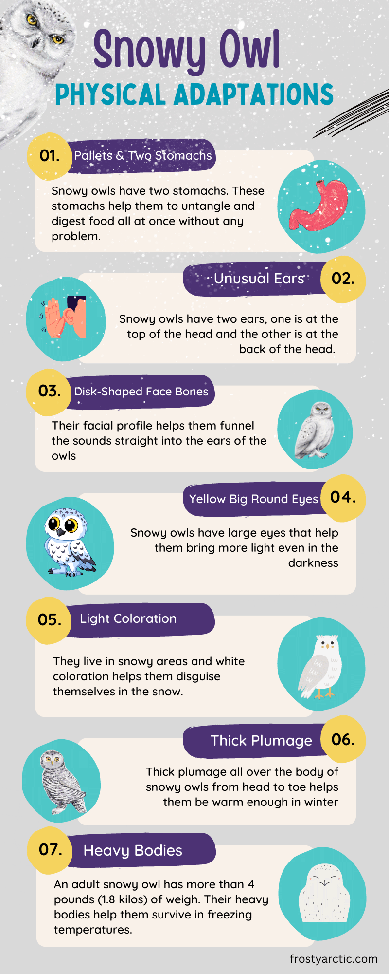 Snowy Owl physical Adaptations