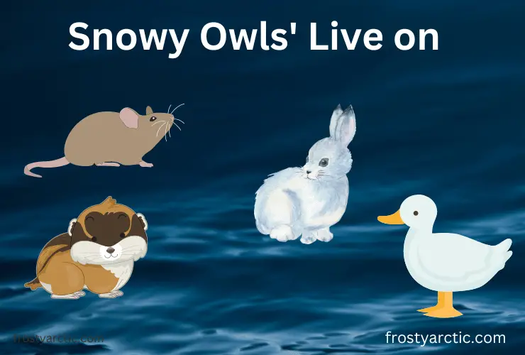 Snowy-Owls-Live-on