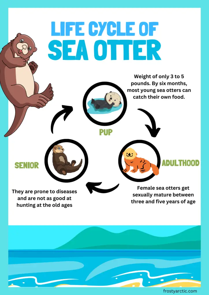 lıfe cycle of Sea otter