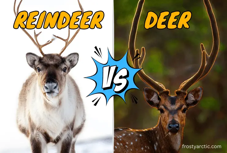 reindeer-vs-deer