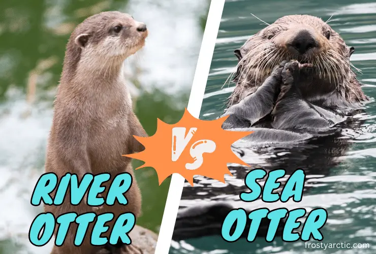 River Otters Vs Sea Otters: All Differences Explained - Frosty Arctic