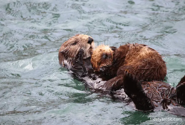 How Long Do Sea Otters Live? [Sea Otter Lifespan] - Frosty Arctic