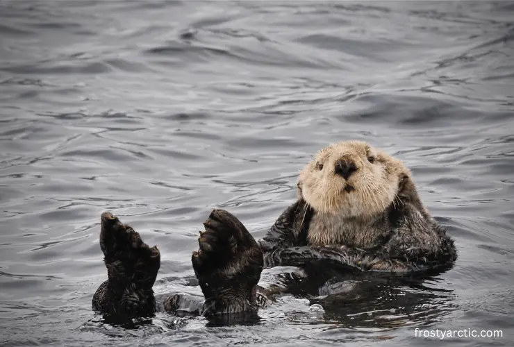 What Eats Sea Otters [sea Otter Predators] Frosty Arctic