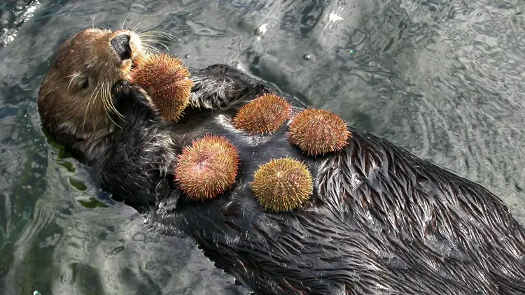 sea otter and sea urchin