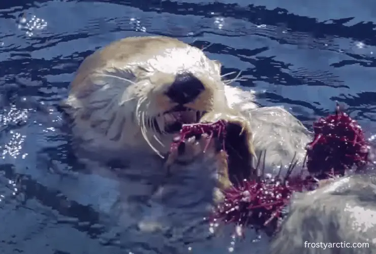 sea otter eating sea urchin