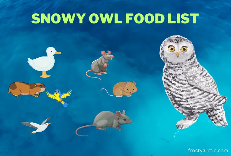 showy owl food list