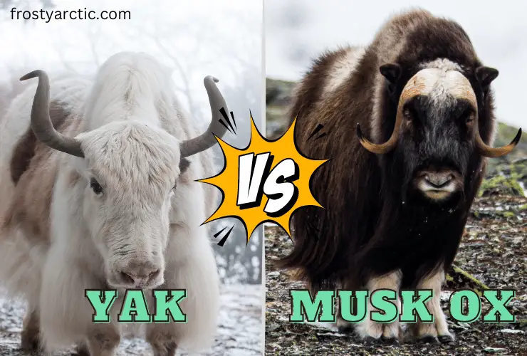 yak vs musk ox