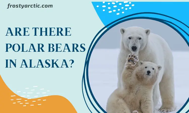 Are there polar bears in alaska