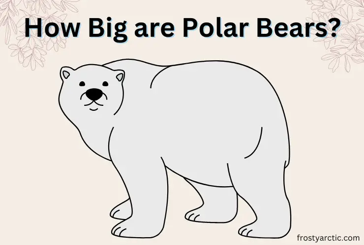 How Big are Polar Bears? [Height & Weight Explained] Frosty Arctic