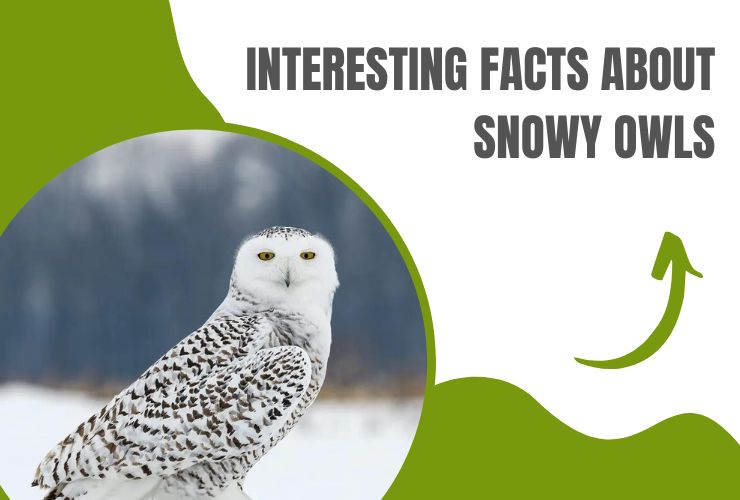 Interesting Facts About Snowy Owls - Frosty Arctic