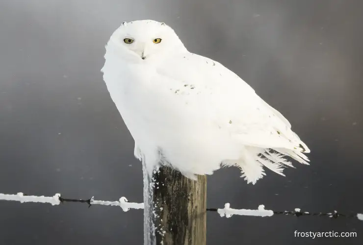 Male-snowy-owl-