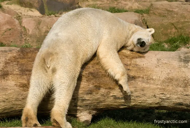 Polar Bear Sleeping