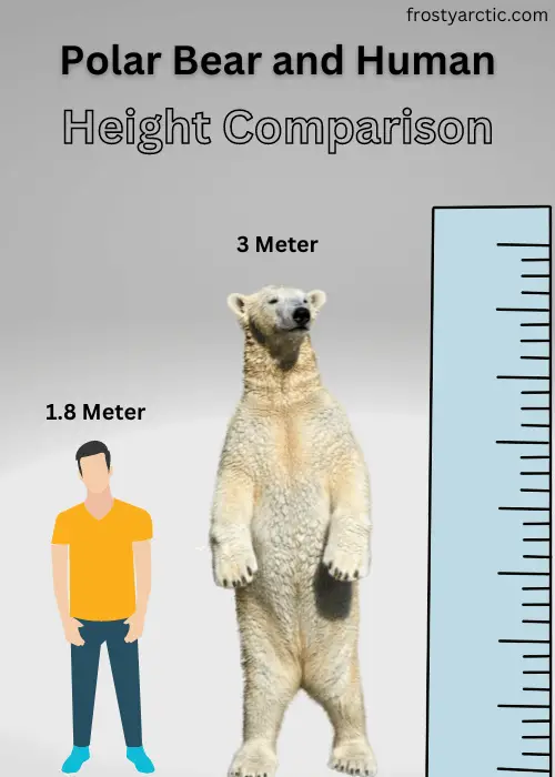 Polar-Bear-and-Human