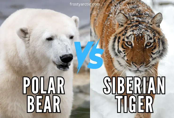 Polar Bear vs Siberian Tiger