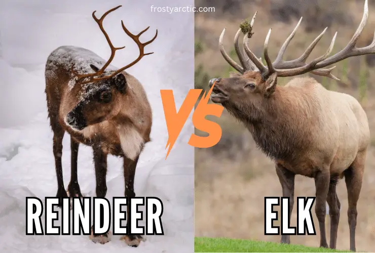 Reindeer-vs-Elk