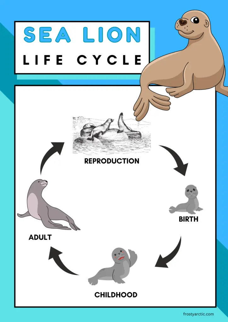 Sea Lion Life Cycle