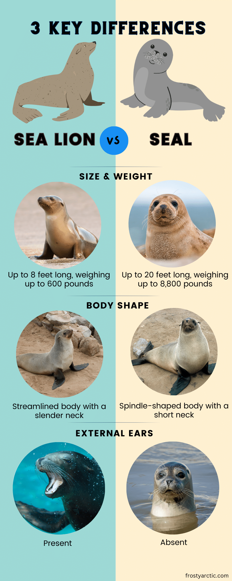 Sea Lion vs Seal