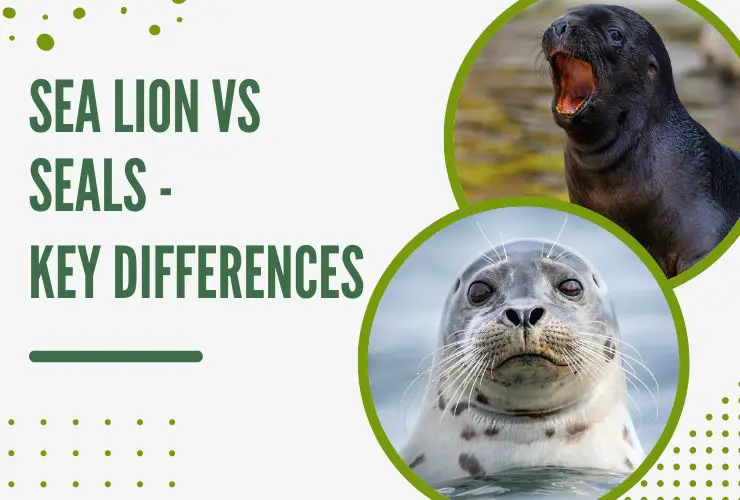 Sea Lion vs Seals