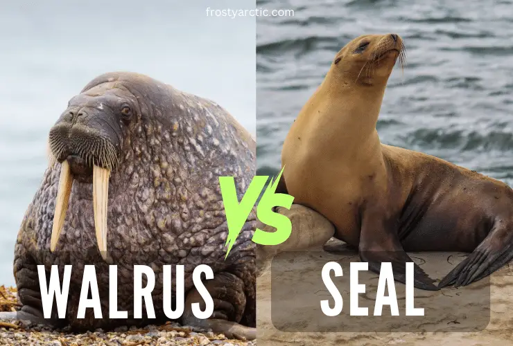 walrus vs sea lion vs seal