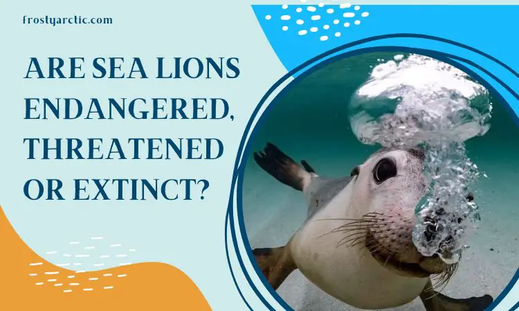are sea lions endangered