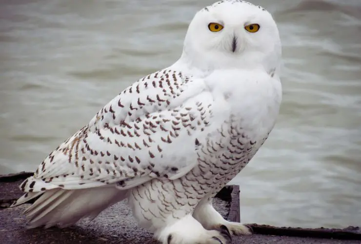 cool facts about snowy owls