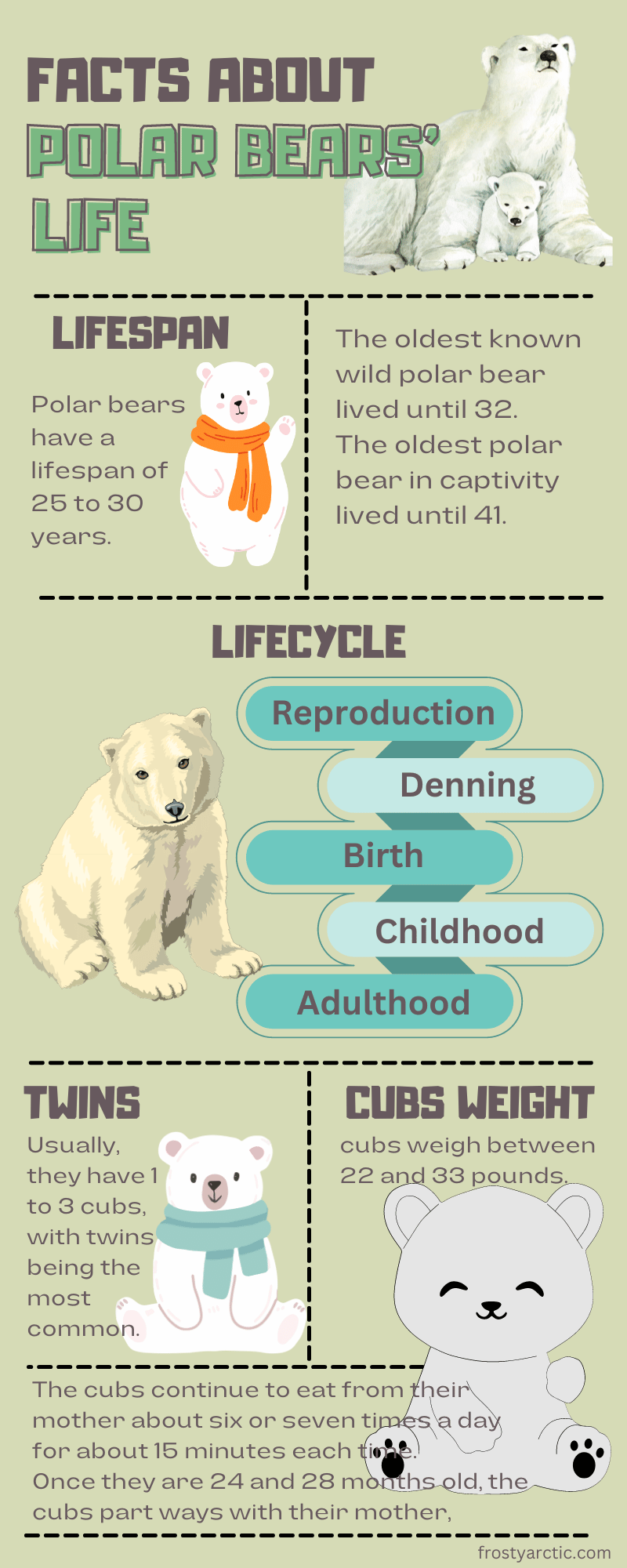 facts about polar bears life